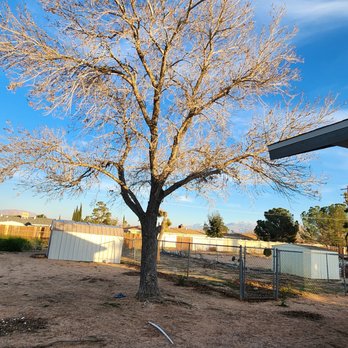 Daniel's Affordable Landscaping - Trimmed tree (after) - Landscaping Near Me - Hesperia, California