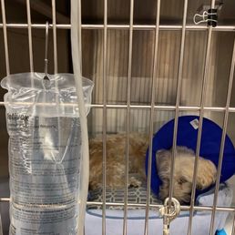 Rocco in urgent care after stay.  He had a physical a week before his stay and was very healthy.