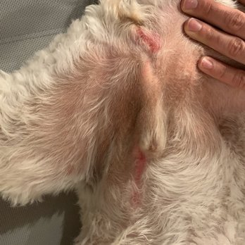 Praise the Paw - Pet Groomers Near Me - Denver, Colorado