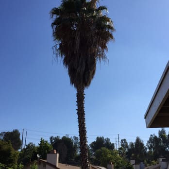 ELM Tree Care - Tree Services Near Me - Temecula, California ELM Tree Care - Tree Services Near Me - Temecula, California