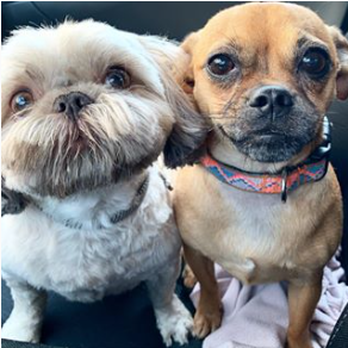 The Barking Lot - Fresh and Clean! - Pet Groomers Near Me - Urbandale, Iowa The Barking Lot - Fresh and Clean! - Pet Groomers Near Me - Urbandale, Iowa