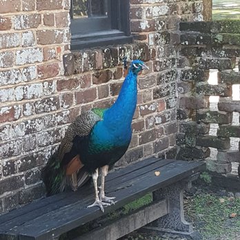 Middleton Place - Peacock at Middleton Plantation - Museums Near Me - Charleston, South Carolina Middleton Place - Peacock at Middleton Plantation - Museums Near Me - Charleston, South Carolina