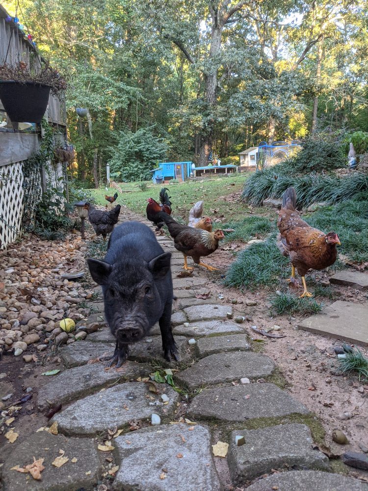 Forsyth County Sheriff's Office - social services organization in Cumming, GA