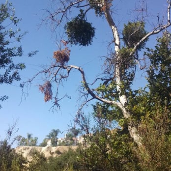 Whiting Ranch Wilderness Park - Borrego Trail. I believe the epiphyte on this oak tree is (or is related to) mistletoe. - Parks Near Me - Foothill Ranch, California Whiting Ranch Wilderness Park - Borrego Trail. I believe the epiphyte on this oak tree is (or is related to) mistletoe. - Parks Near Me - Foothill Ranch, California