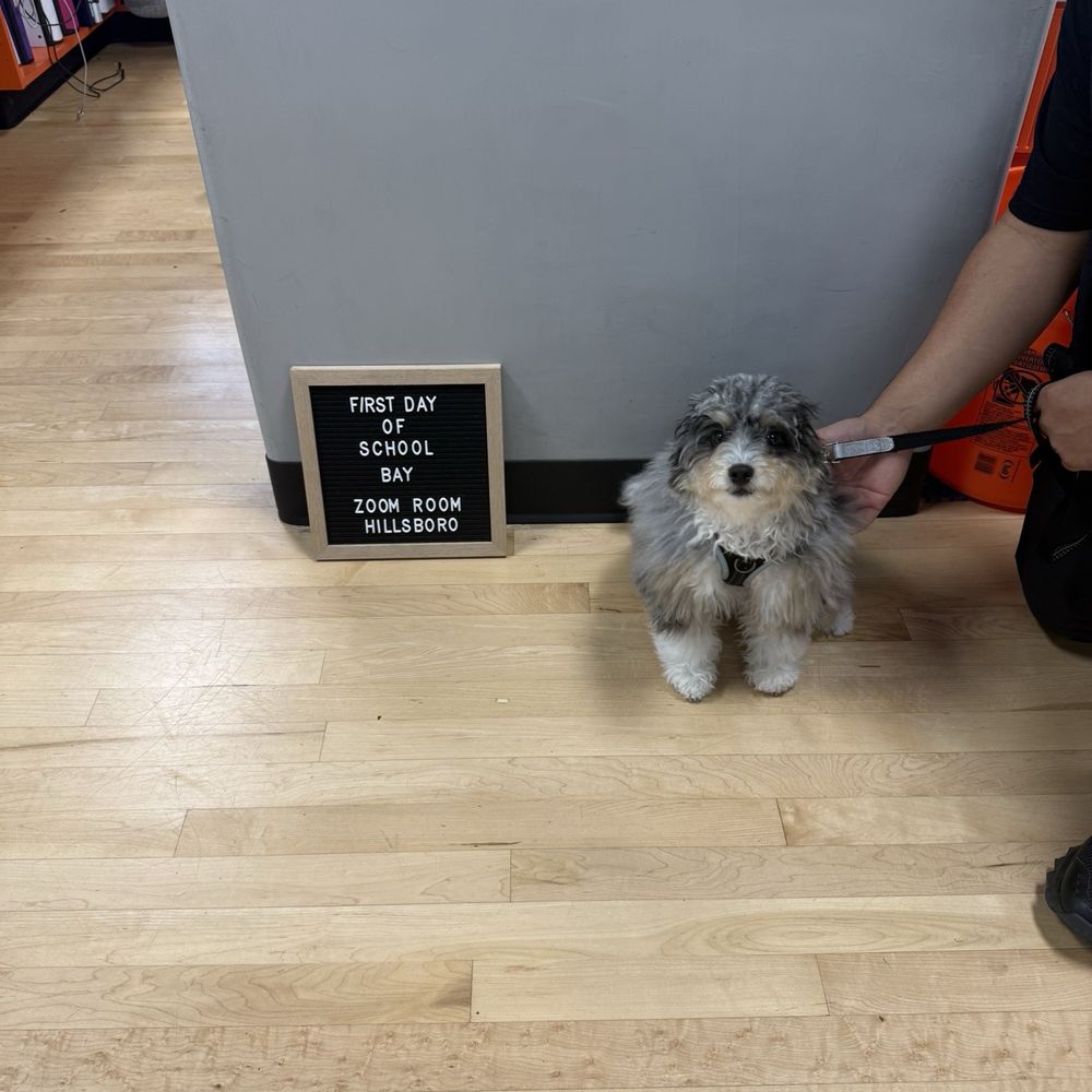 Zoom Room Dog Training - First day for Bay! - Pet Training Near Me - Hillsboro, Oregon
