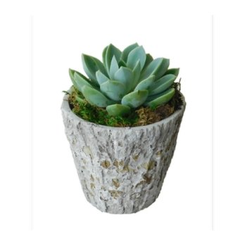 Watson's Florist & Flower Delivery - Desert Oasis - Florists Near Me - Tempe, Arizona Watson's Florist & Flower Delivery - Desert Oasis - Florists Near Me - Tempe, Arizona
