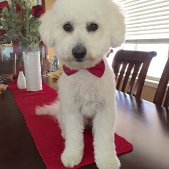 Puppy Cutz - So cute! - Pet Groomers Near Me - San Jose, California