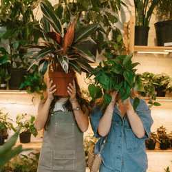 Sun and Soil Plant Parlor