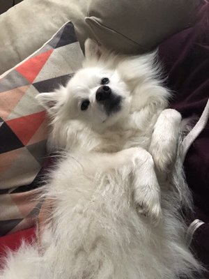 Hair Of The Dog Wash and Groom by null