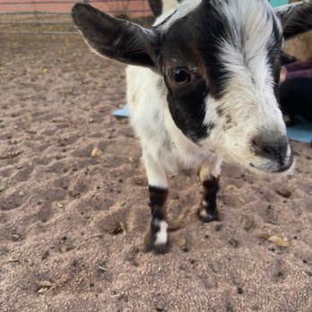 Rocky Mountain Goat Yoga - Sweet baby goat! - Yoga Near Me - Arvada, Colorado