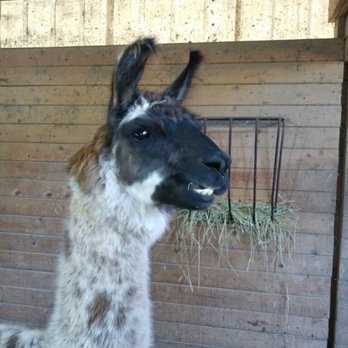 Dakota Ridge Farm - Attraction Farms Near Me - Ballston Spa, New York Dakota Ridge Farm - Attraction Farms Near Me - Ballston Spa, New York