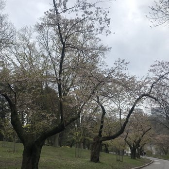 High Park - The cherry blossoms right as they were blooming (it wasnt too busy yet). - Parks Near Me - Toronto, Ontario