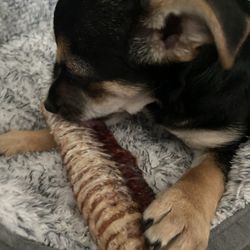 Junkyard Bone - Bear with his new favorite treat!