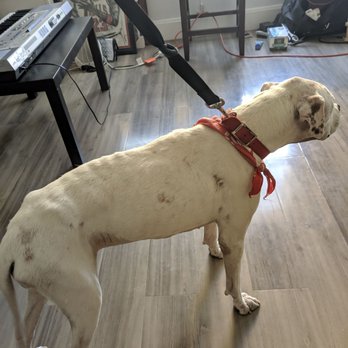 DR Doghouse Bully Crew Rescue - Animal Shelters Near Me