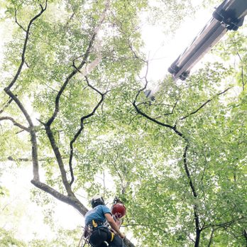 Miller's Tree Service - Tree Services Near Me - Tallahassee, Florida Miller's Tree Service - Tree Services Near Me - Tallahassee, Florida