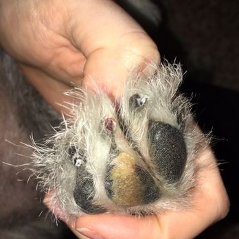 Banfield Pet Hospital - One of his paws - Veterinarians Near Me - Waco, Texas Banfield Pet Hospital - One of his paws - Veterinarians Near Me - Waco, Texas