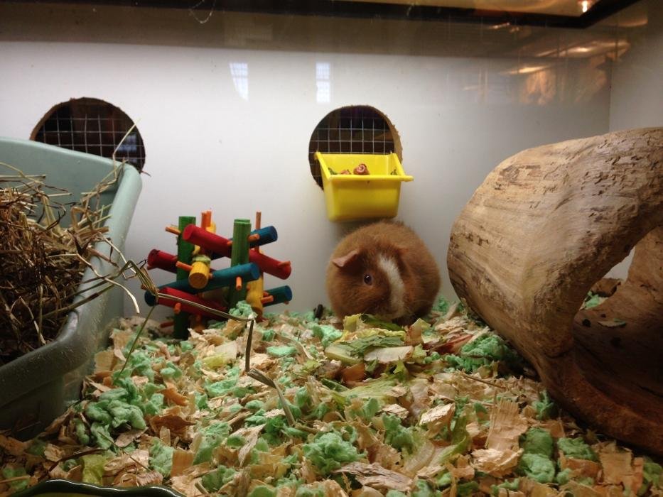 DUFFY’S PETS TANZILLA HARNESS SUPPLY Updated July 2024 34 Photos