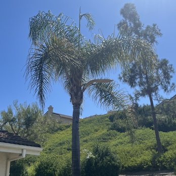 L Bravo Tree Services - Before - Tree Services Near Me - Santa Ana, California