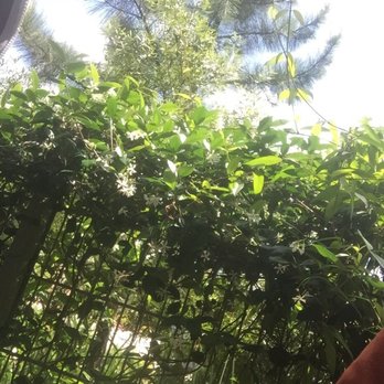 bellagreen - Star Jasmine on the patio - New American Near Me - The Woodlands, Texas