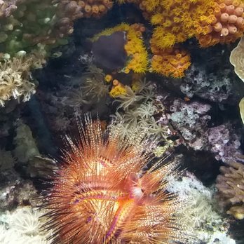 Shedd Aquarium - Sea urchin - Aquariums Near Me - Chicago, Illinois Shedd Aquarium - Sea urchin - Aquariums Near Me - Chicago, Illinois