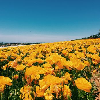 The Flower Fields - Venues & Event Spaces Near Me - Carlsbad, California The Flower Fields - Venues & Event Spaces Near Me - Carlsbad, California