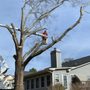 Photo of Porterfield Tree
