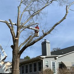 Porterfield Tree