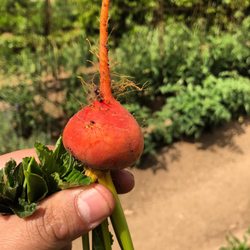 Voro Y Raíz