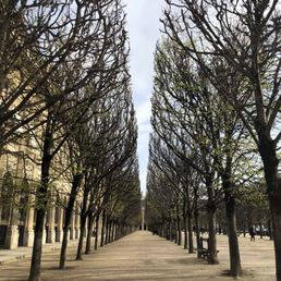 Symmetry of trees in early April Symmetry of trees in early April
