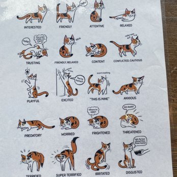 Seattle Meowtropolitan - Cute cat language - Themed Cafes Near Me - Seattle, Washington