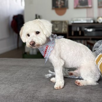 PetSmart - After his groom - Pet Stores Near Me - Brea, California