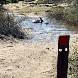 Ano Nuevo Elephant Seal Tours - Weaners frocking