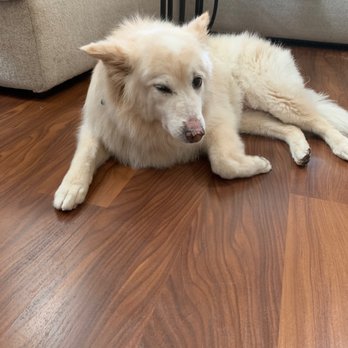 Soapy Dogs Mobile Pet Grooming - Pet Groomers Near Me - Littleton, Colorado