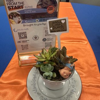 Easy Little Plants - Teacup succulent display for special event - Nurseries & Gardening Near Me - Olney, Maryland