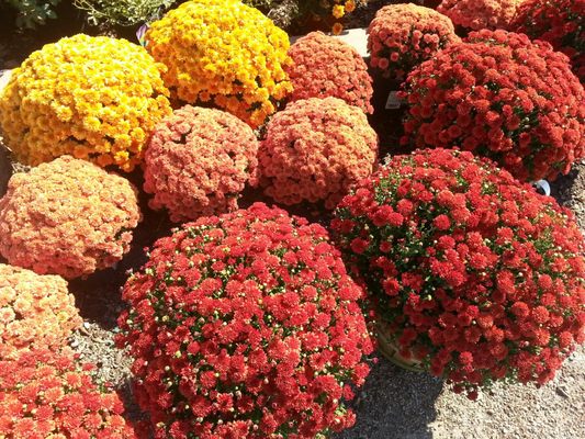 Jerry's Nursery & Landscaping by null