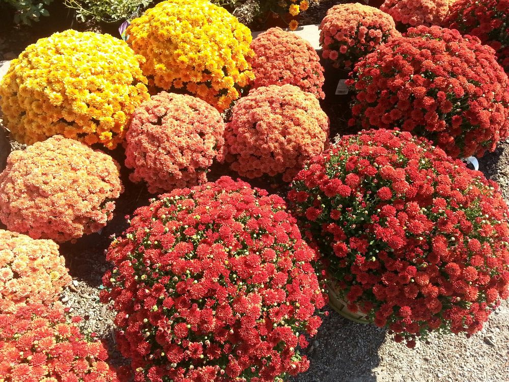 JERRY’S NURSERY & LANDSCAPING Updated October 2024 11 Photos 5319 N 139th St, Kansas City