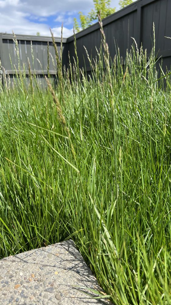 Family Landscaping - tree service in Hillsboro, OR