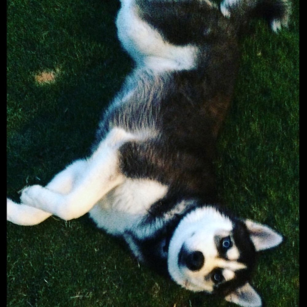 Zeus - So Cute! Look At Those Sexy Blue Eyes! They Melt Your Heart "Love" Zeus - So Cute! Look At Those Sexy Blue Eyes! They Melt Your Heart "Love"