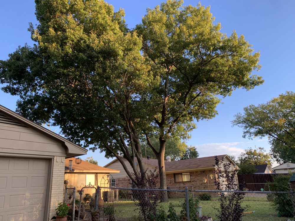 Texas Treehouse Tree Service & Stump Grinding - tree service in Mesquite, TX