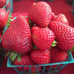 Willow Glen Farmers' Market - Organic strawberries... Super sweet $4.50