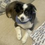 Photo of Dog On It Training and Grooming