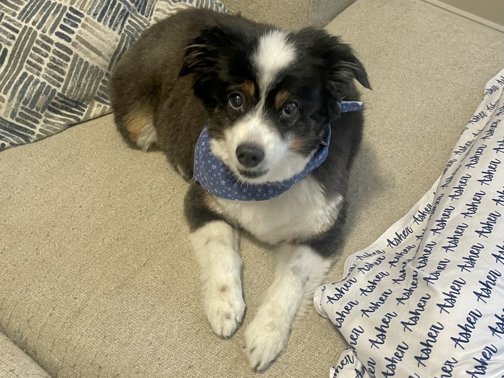 DOG ON IT TRAINING AND GROOMING Updated October 2024 5045 Parham Rd