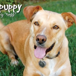 Lovepuppy