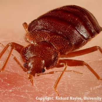 ProChem ProActive - Bed Bug Elimination Experts - Pest Control Near Me ProChem ProActive - Bed Bug Elimination Experts - Pest Control Near Me