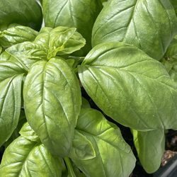 Bel Fiore Greenhouses