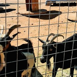 Goat snacks available for sale at the check in