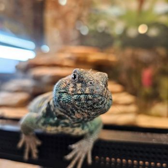 Aquatic Oasis - Pet Stores Near Me - Pocatello, Idaho Aquatic Oasis - Pet Stores Near Me - Pocatello, Idaho
