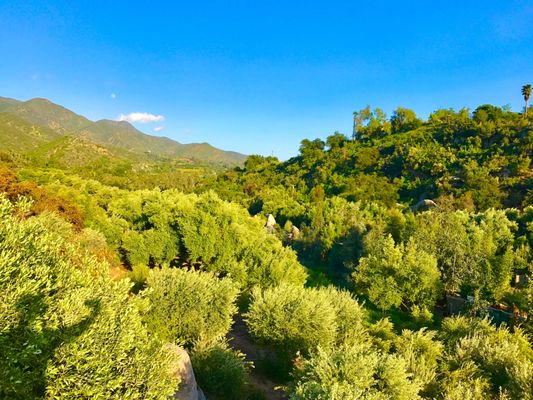 Ojai Olive Oil by null