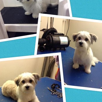 On the Ball - Pet Groomers Near Me