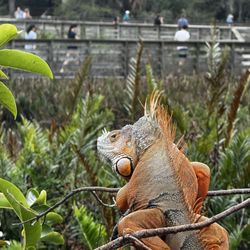 Green Cay Wetlands - Green iguana